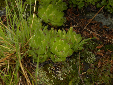 heuffelii (heuffelii) from Popovokapski ezero