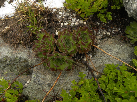 heuffelii (heuffelii) from Popovokapski ezero