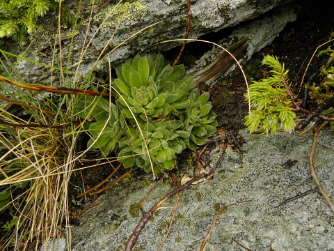 heuffelii (heuffelii) from Popovokapski ezero
