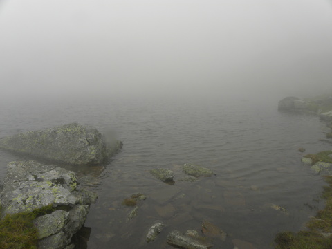 heuffelii (heuffelii) from Popovokapski ezero