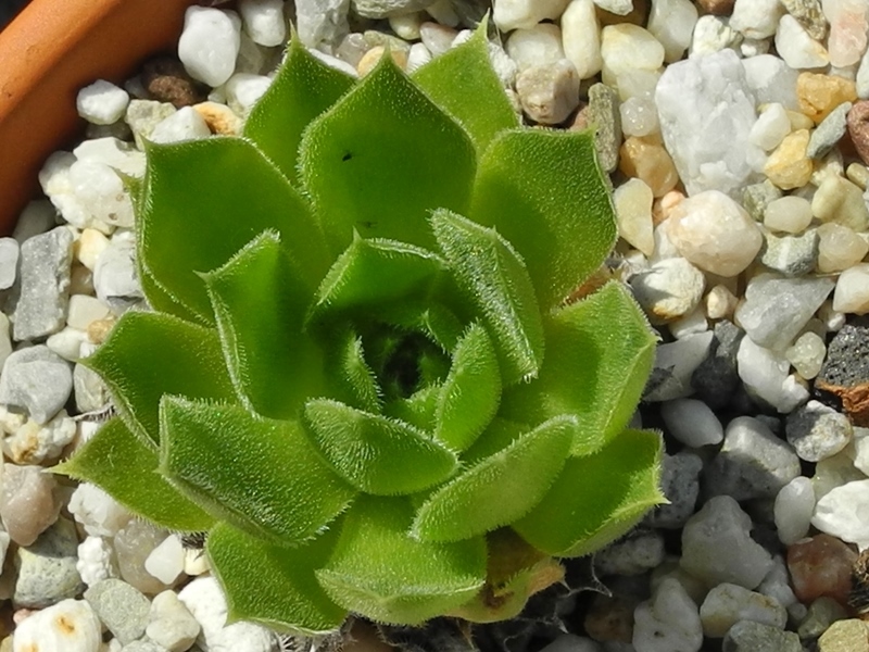 heuffelii (heuffelii) from Vitoša