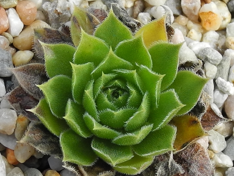 heuffelii (heuffelii) from Vitoša