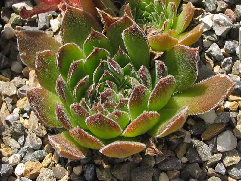 heuffelii (heuffelii) from Zarnesti Magura
