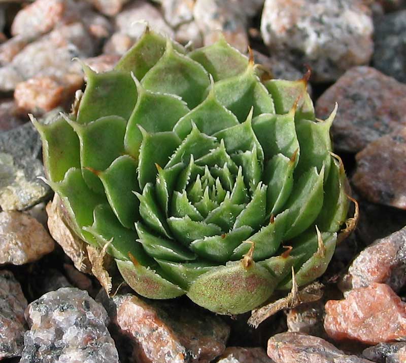 heuffelii (kapaenianum)