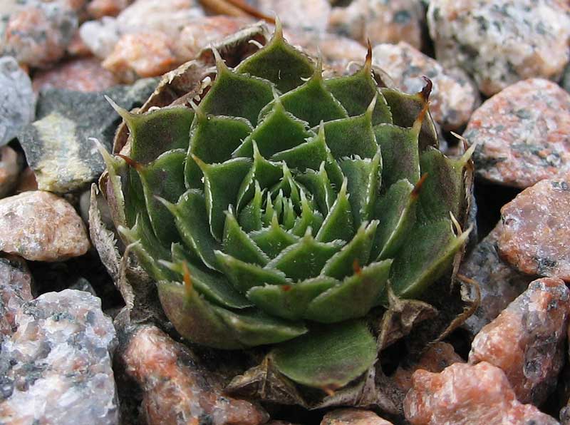 heuffelii (kapaenianum)