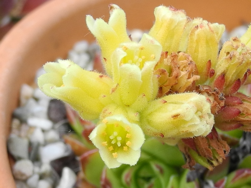 heuffelii (kopaonikense) from Kopaonik