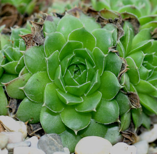 heuffelii (kopaonikense) from Kopaonik