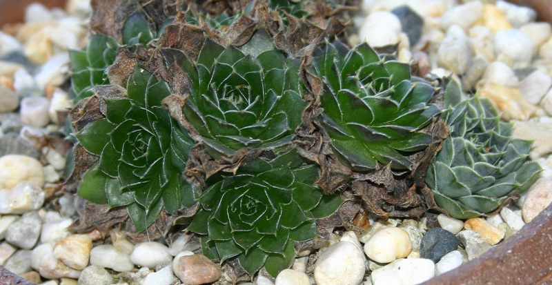 heuffelii (kopaonikense) from Kopaonik