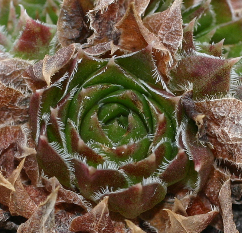 heuffelii (patens)