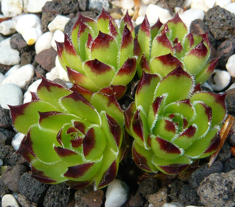 heuffelii (patens)
