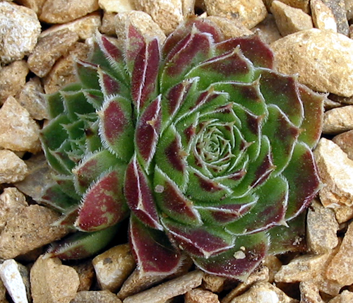 heuffelii (patens)
