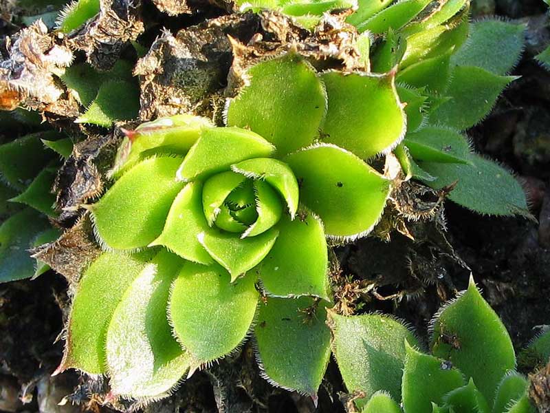 heuffelii (patens)