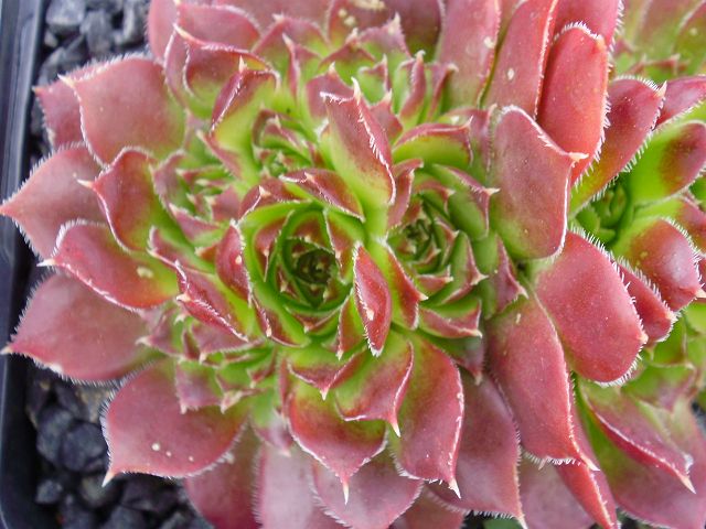 heuffelii (reginae-amaliae)