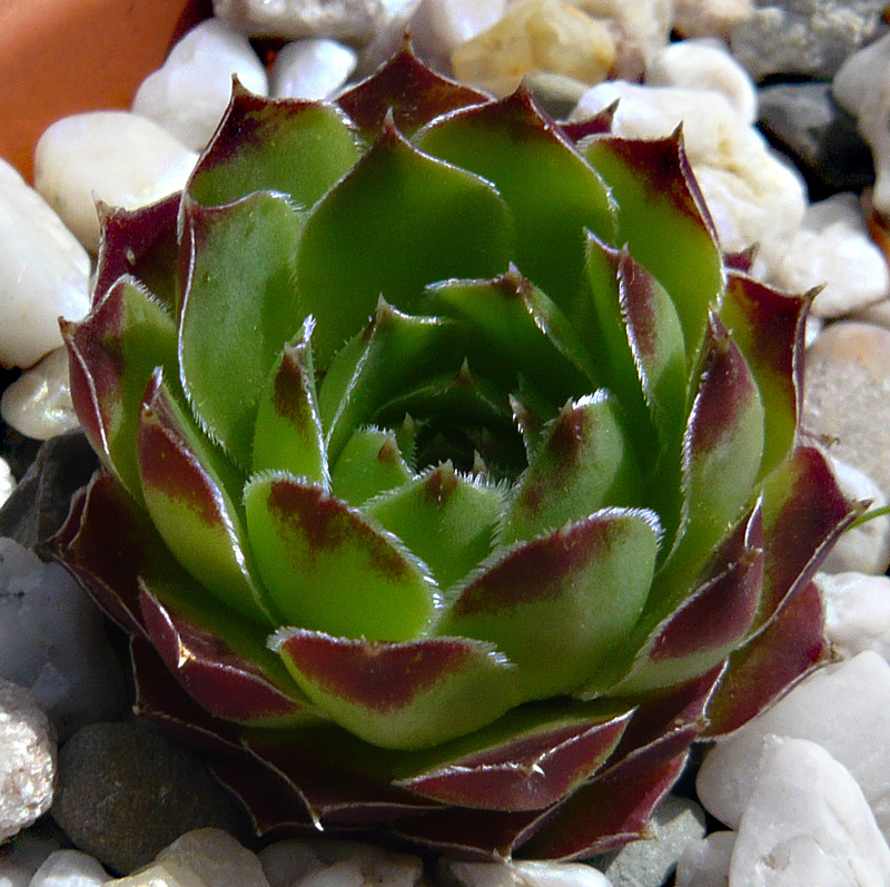 heuffelii (reginae-amaliae)