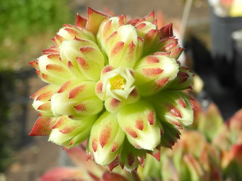 heuffelii (reginae-amaliae)