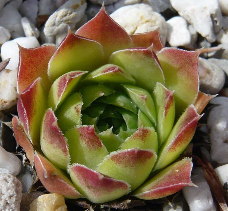 heuffelii (reginae-amaliae)