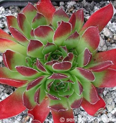 heuffelii (reginae-amaliae)