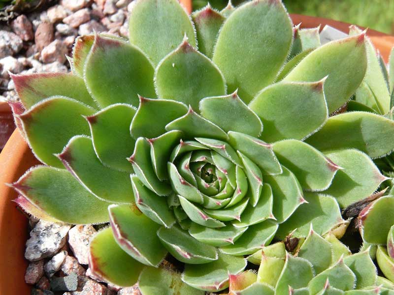 heuffelii (reginae-amaliae)