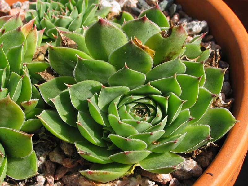 heuffelii (reginae-amaliae)