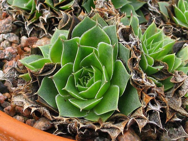 heuffelii (reginae-amaliae)