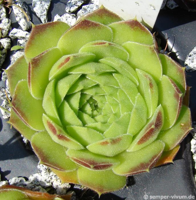 heuffelii (reginae-amaliae) from Stara Planina