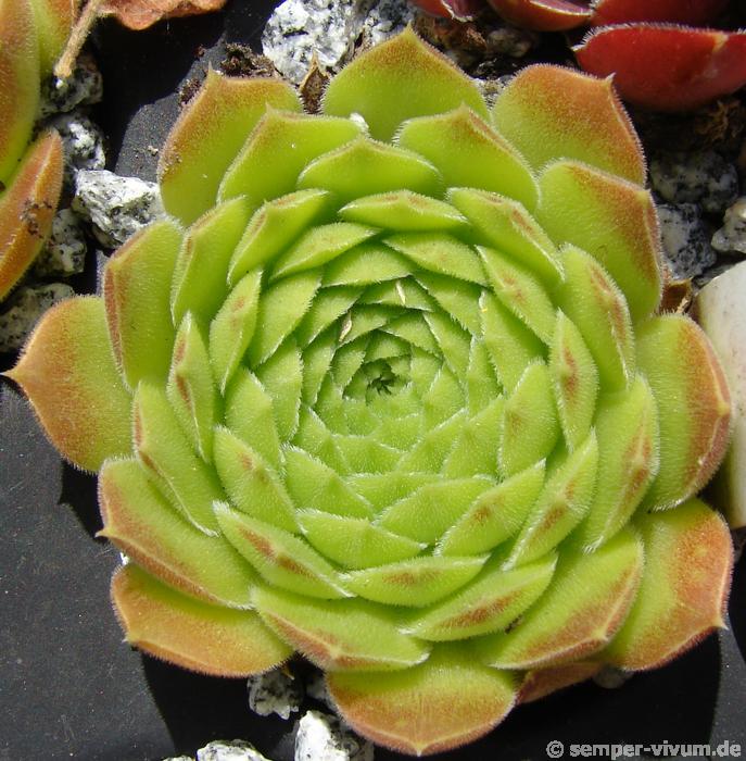 heuffelii (reginae-amaliae) from Stara Planina