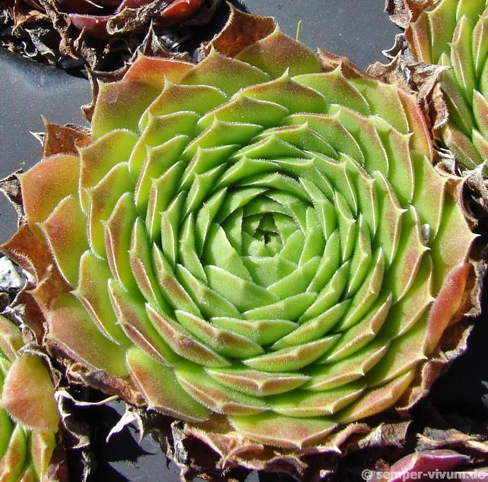heuffelii (reginae-amaliae) from Stara Planina