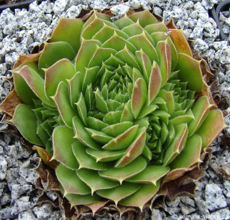 heuffelii (reginae-amaliae) from Stara Planina