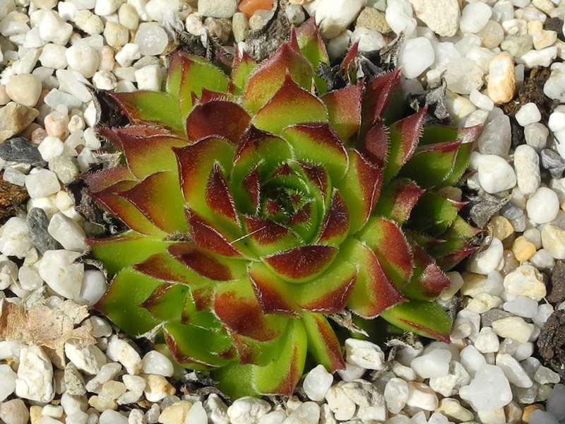 heuffelii (stramineum)