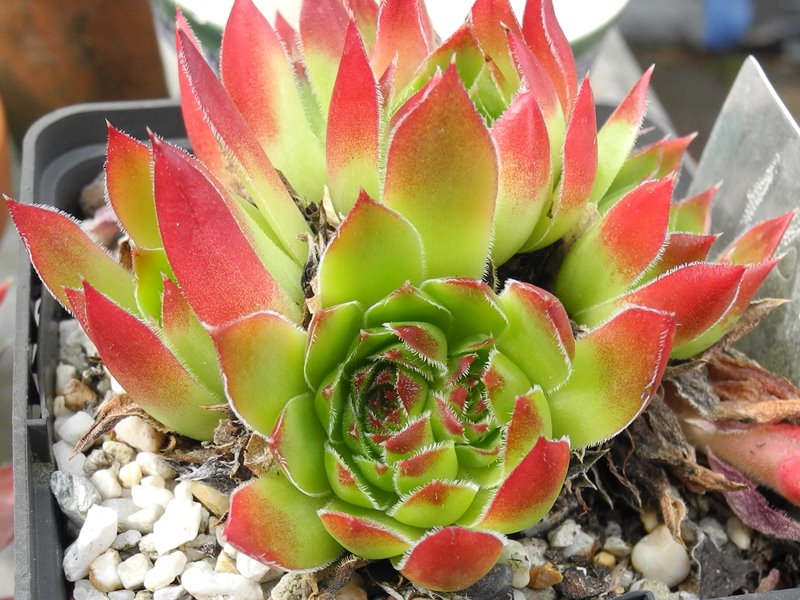 heuffelii (stramineum)