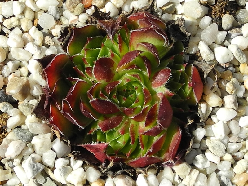 heuffelii (stramineum)