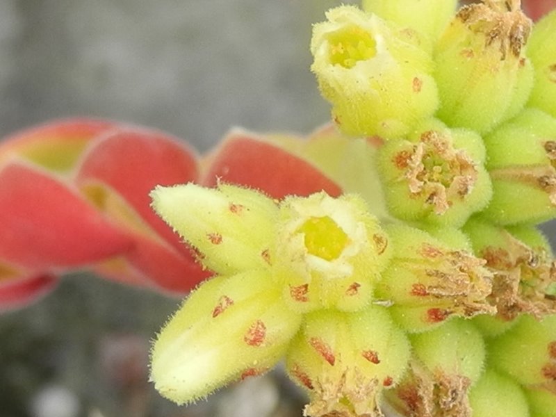 heuffelii (stramineum)