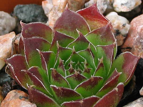 heuffelii (theobaldii)