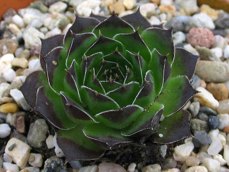 heuffelii (theobaldii)
