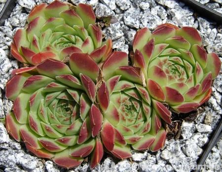 heuffelii from "Anthomorica"