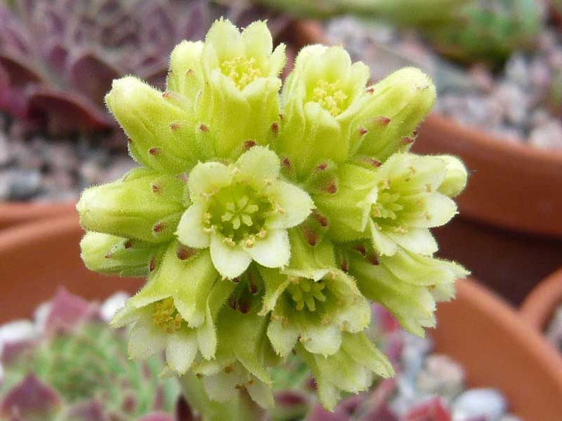 heuffelii from "Anthomorica"
