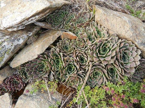 heuffelii from Baba, Gipfel
