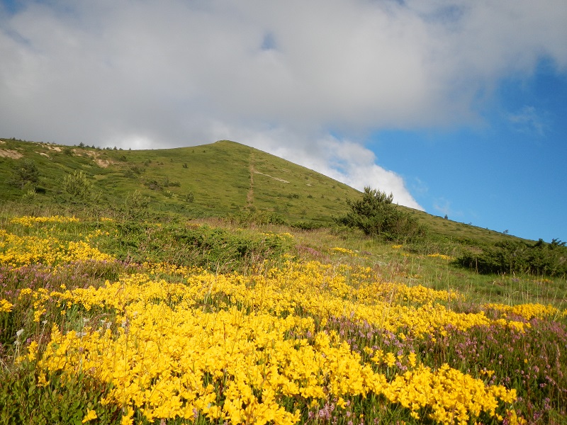 heuffelii from Baba, Gipfel