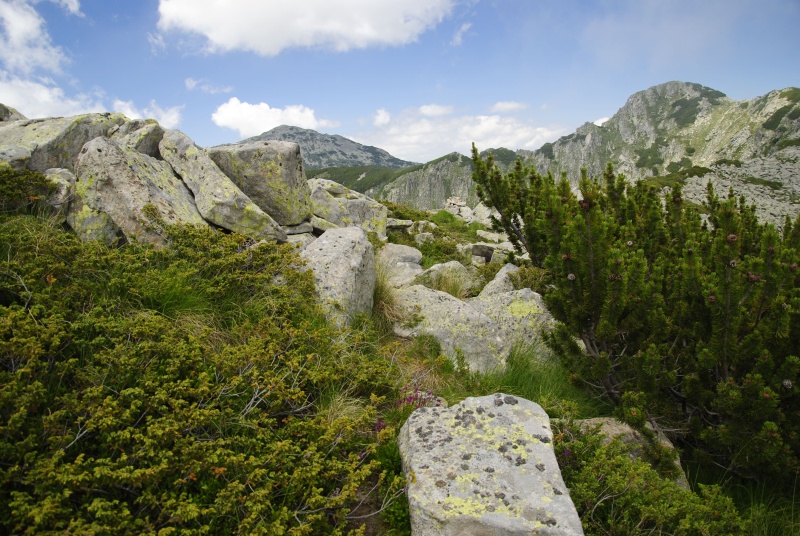 heuffelii from Bashliyska Porta