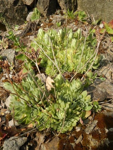 heuffelii from Bebresh Dam, oberhalb