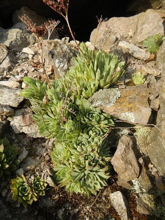 heuffelii from Bebresh Dam, oberhalb
