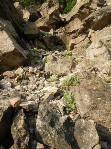 heuffelii from Bebresh Dam, oberhalb