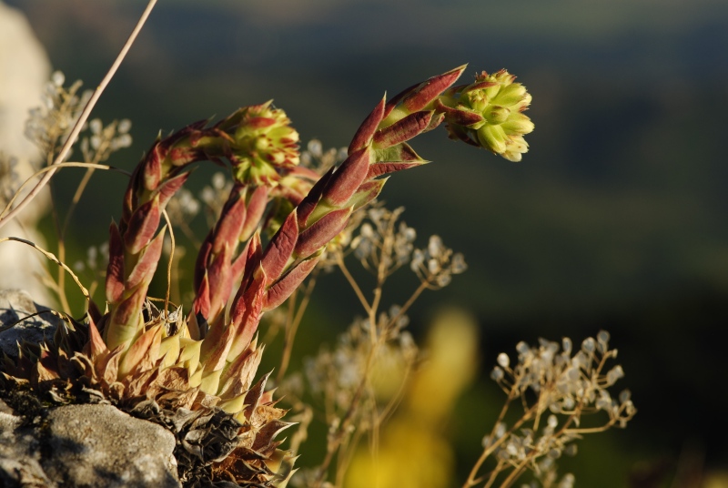 heuffelii from Belogradčik O