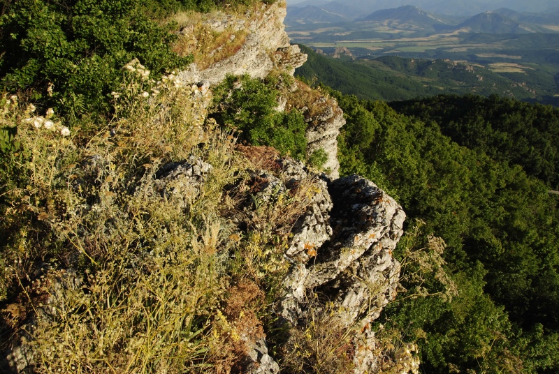 heuffelii from Belogradčik O
