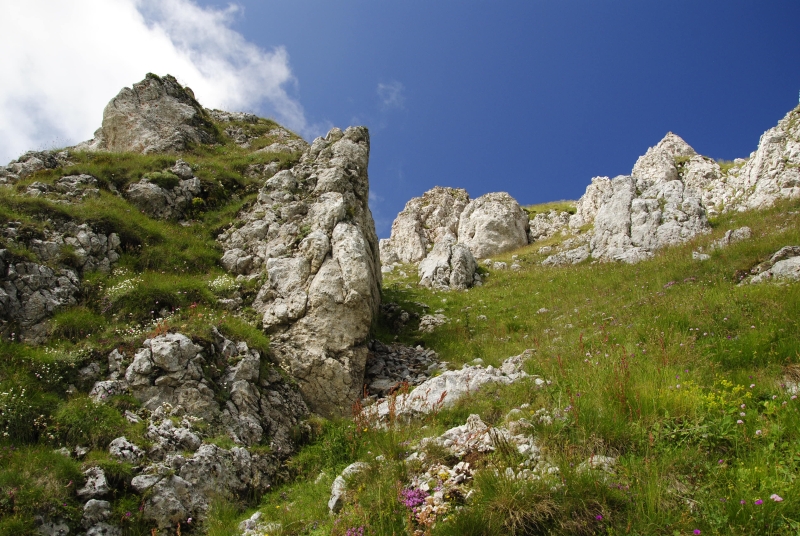 heuffelii from Bijak Dorok, O Abhang