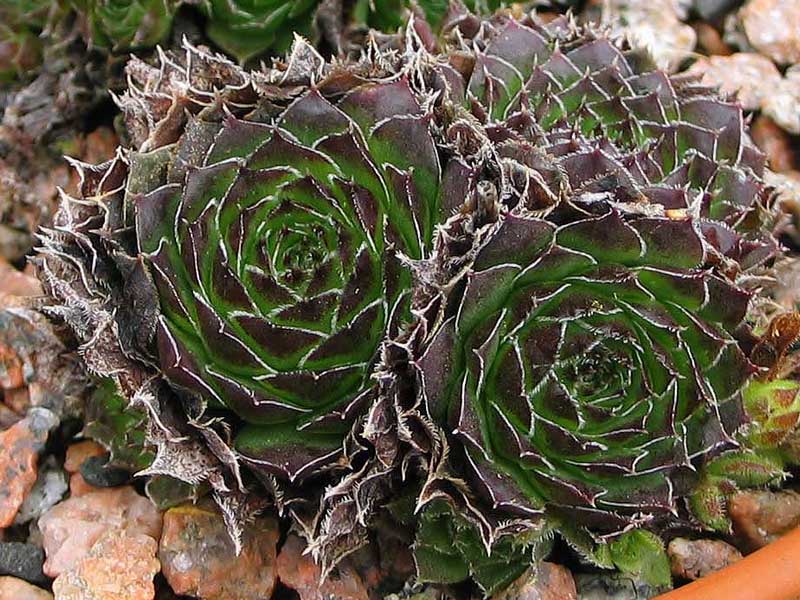 heuffelii from Cakor