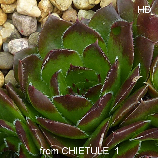 heuffelii from Chietule Jietului, 1150m