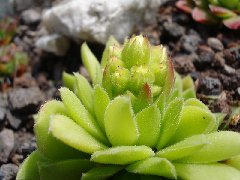 heuffelii from Pirin