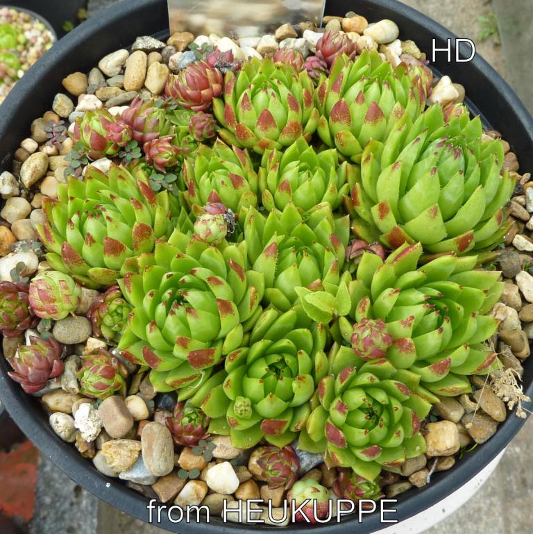 globiferum ssp. hirtum from Heukuppe