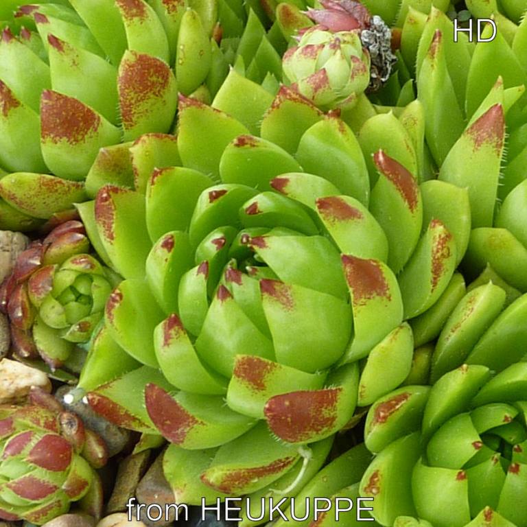 globiferum ssp. hirtum from Heukuppe